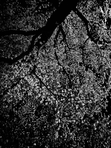 Daido Moriyama, ‘#16’, 2017, Wada Garou Tokyo