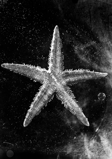 Nomi Baumgartl, ‘Ocean Star in the Universe, dedicted to Andreas Feininger’, 2002, Photography, Gelatin Silver print, Ira Stehmann Fine Art Photography