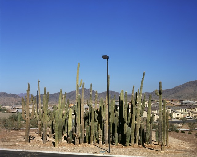 Donald Woodman, ‘Relocated Saguaro Cactus’, 2007, Photography, Donald Woodman Studio