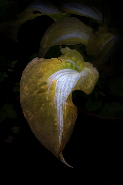 Elspeth Diederix, ‘Hosta leaf ‘Night before Christmas’’, 2014, Casemore Kirkeby