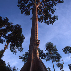 Aulia Erlangga