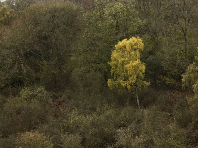 Leon Steele, ‘Heath #16’, 2010, Wren London
