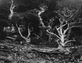 Edward Weston, ‘Point Lobos’, 1940, Weston Gallery