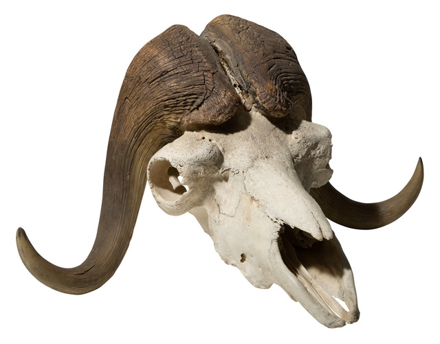 Musk Ox Taxidermy Skull with Horns | Artsy
