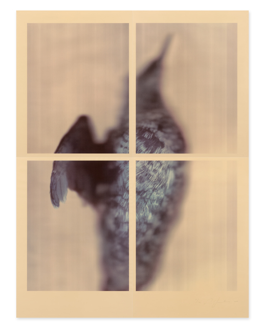 Ann Hamilton, ‘Pigeon Guillemot’, 2017, Gemini G.E.L. at Joni Moisant Weyl